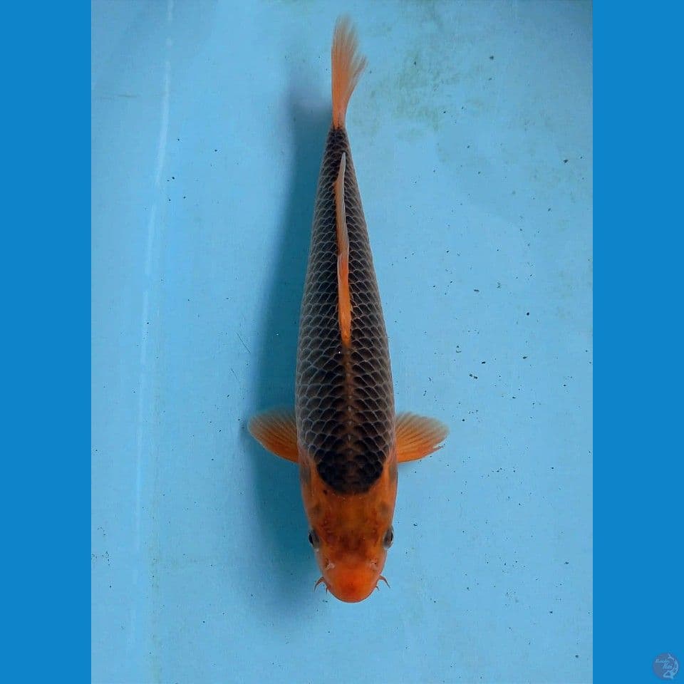 aka madsuba, 31 cm