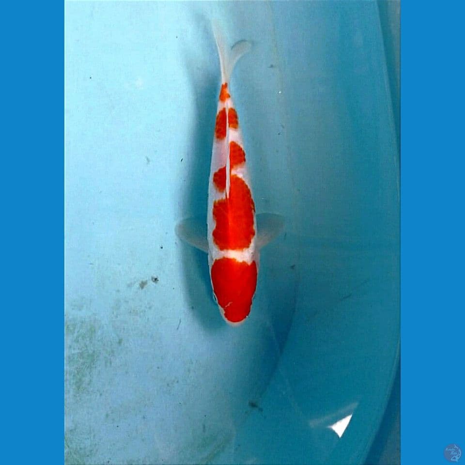 kohaku, 19 cm