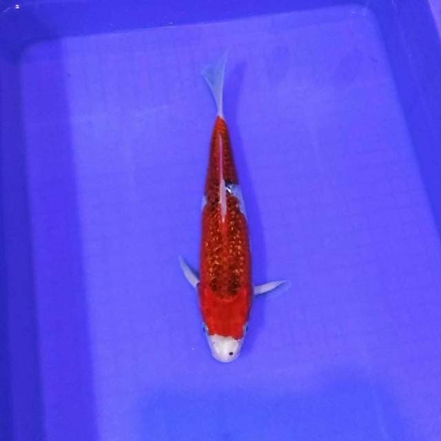 Ghosiki ginrin merah male