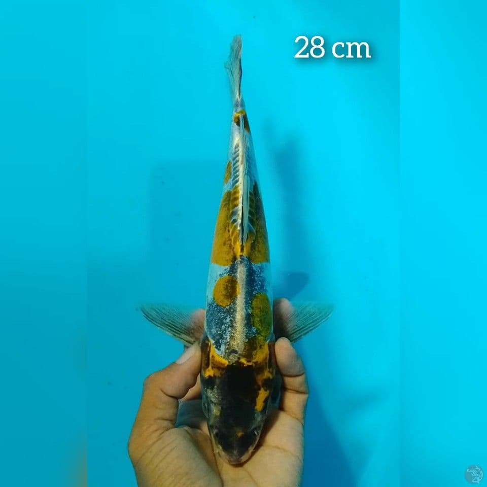 kiko size : 28 cm