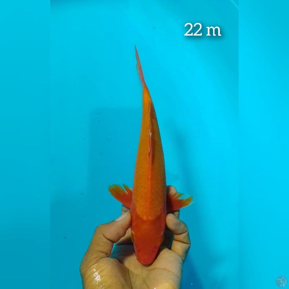 beny goi size : 22 cm m
