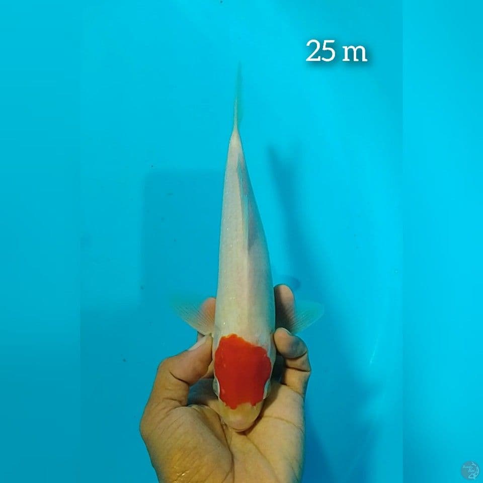 tc kohaku size : 25 cm m