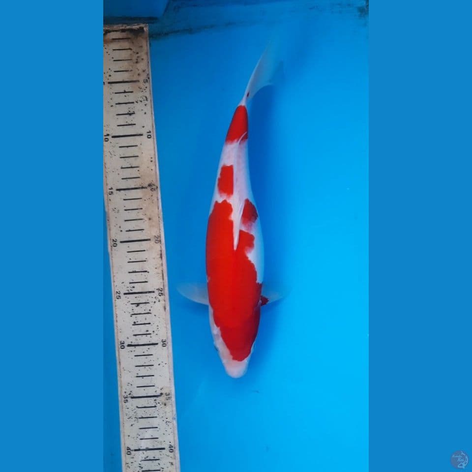 kohaku