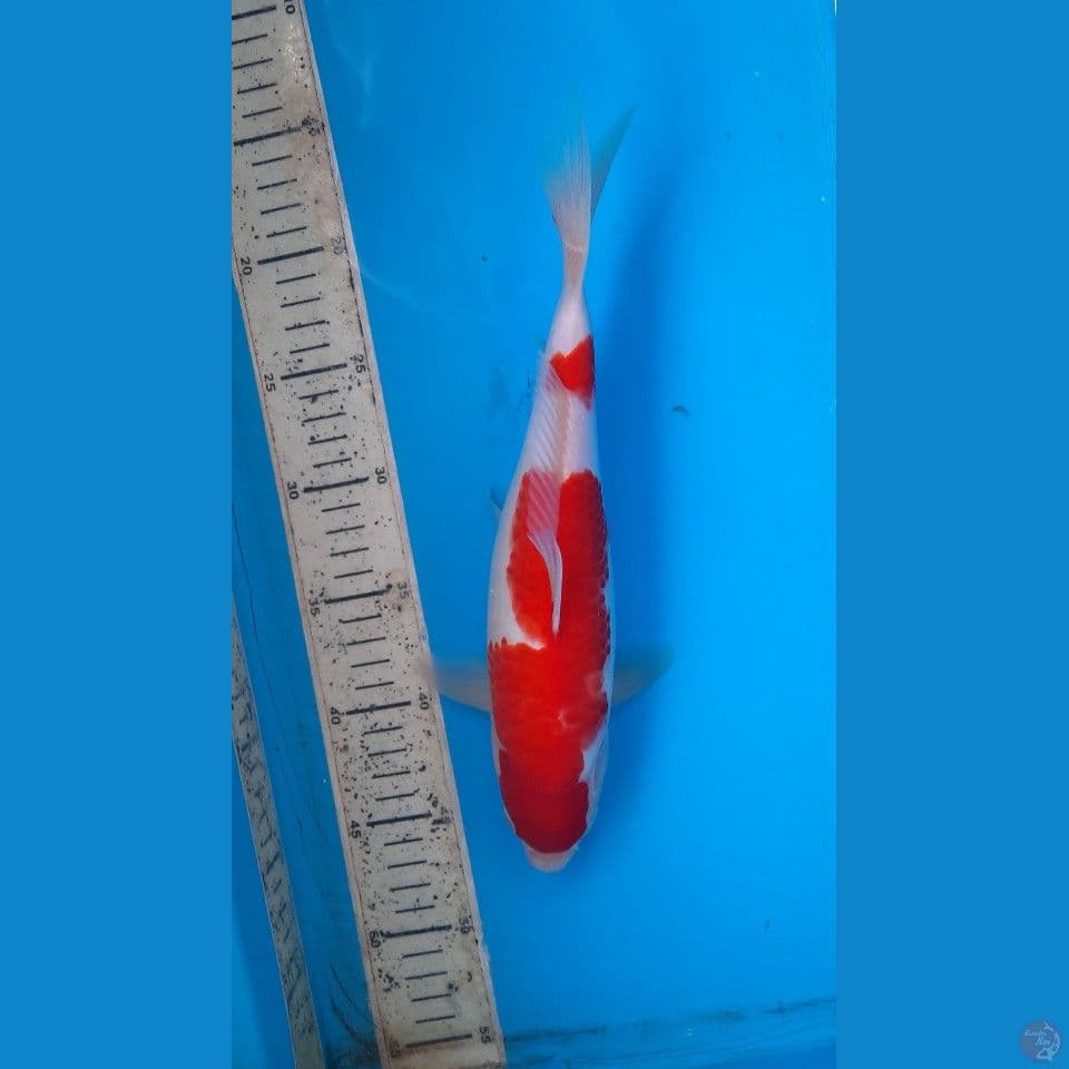 kohaku