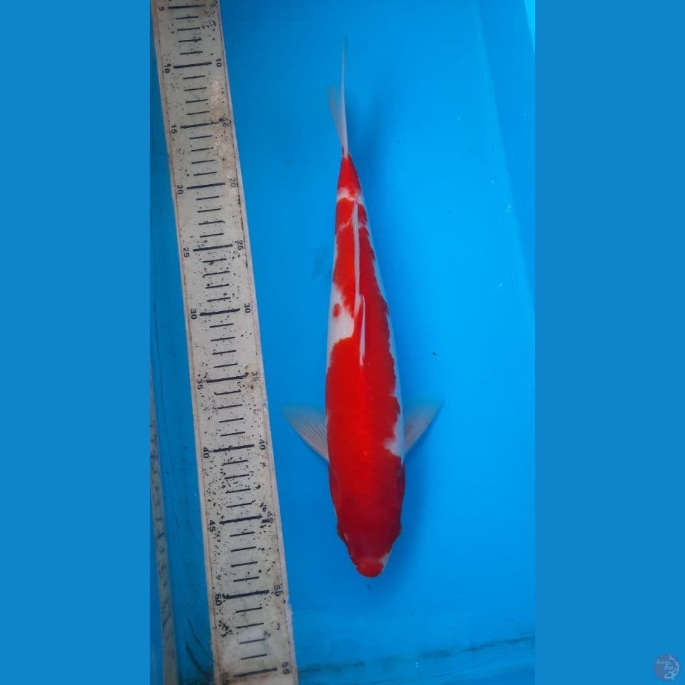 kohaku