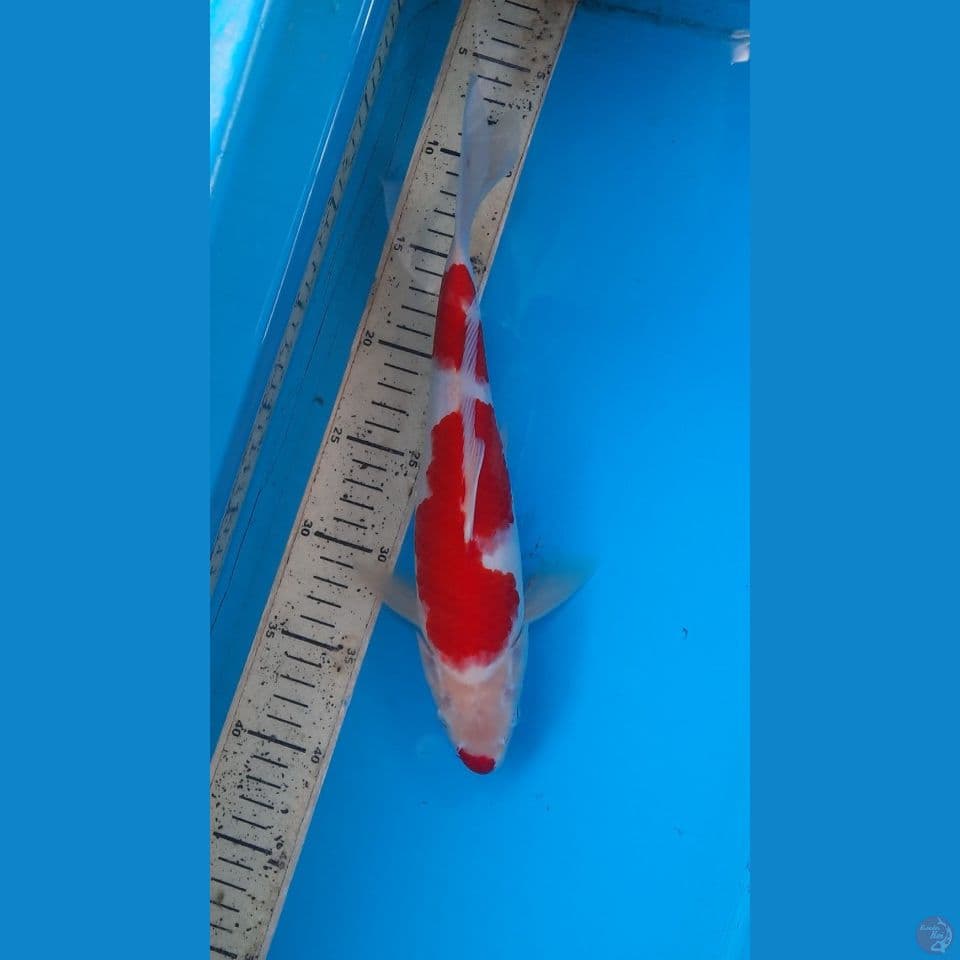 kohaku