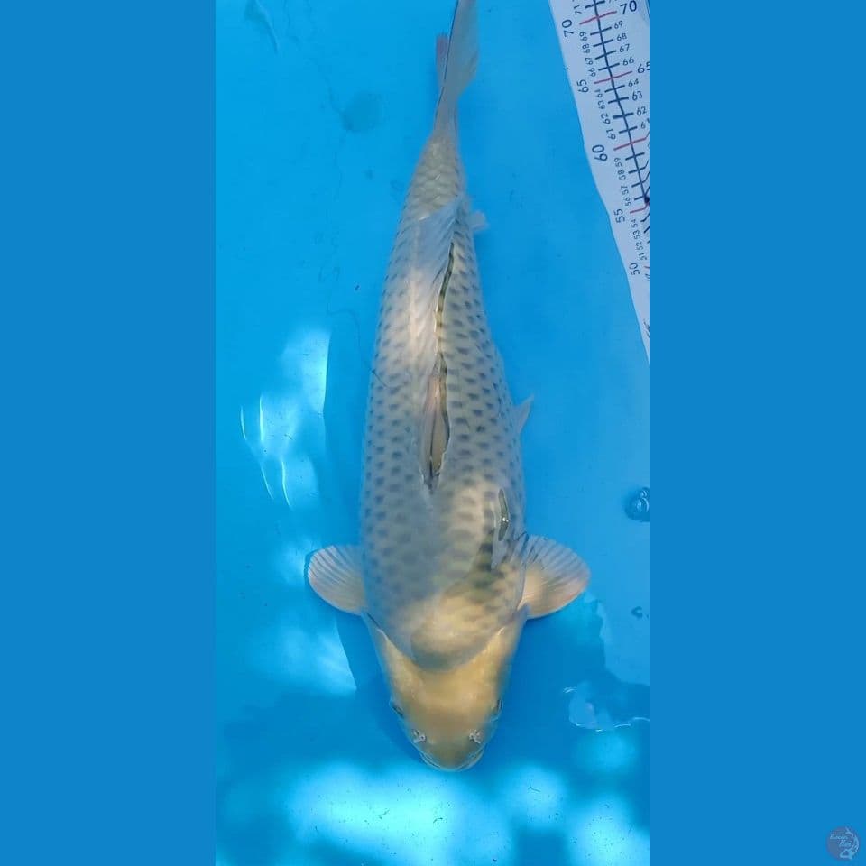 MIDORI Super Munuk lebar 55cm MALE