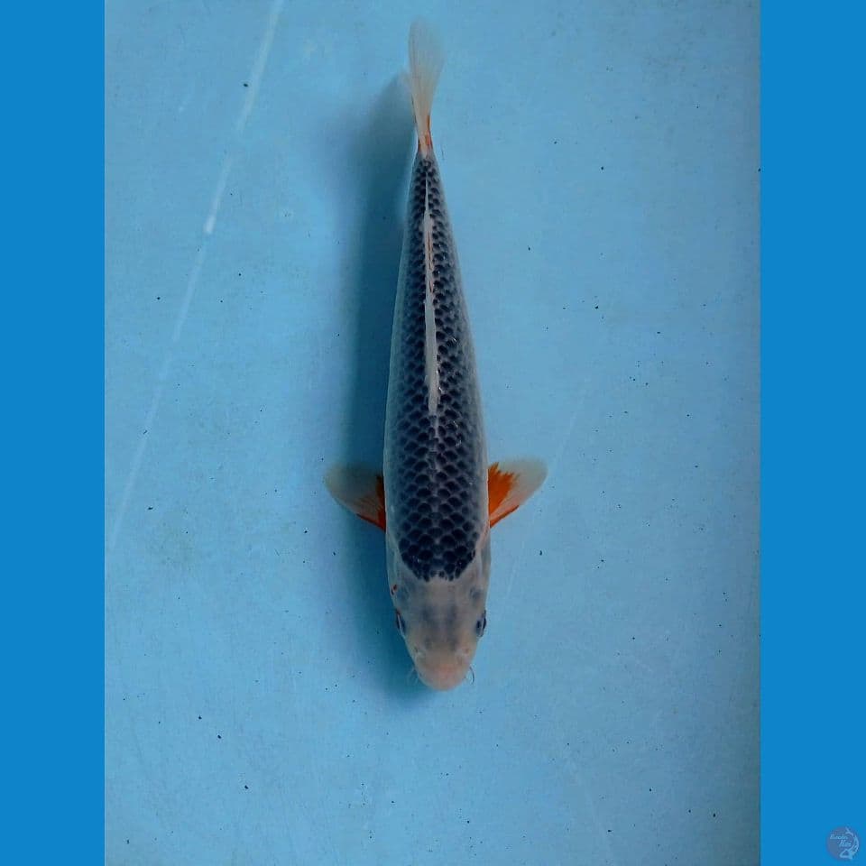 asagi, 24 cm