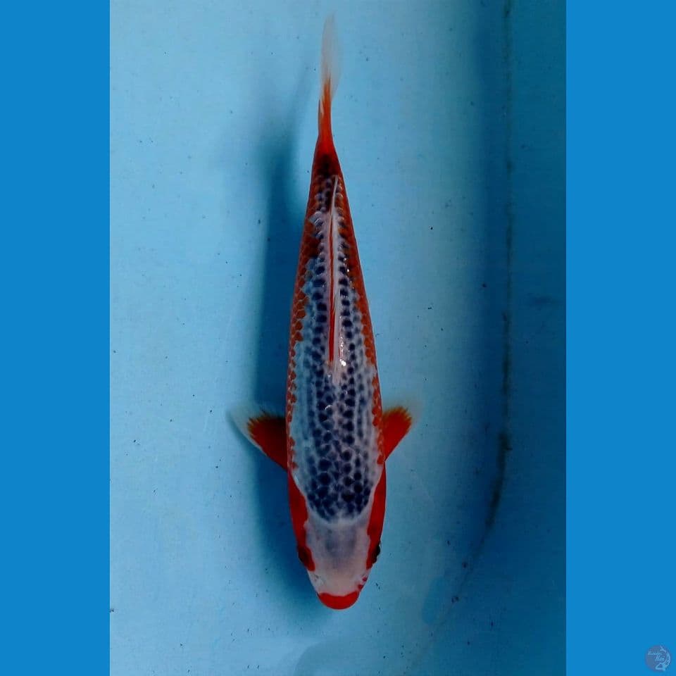 asagi, 23 cm