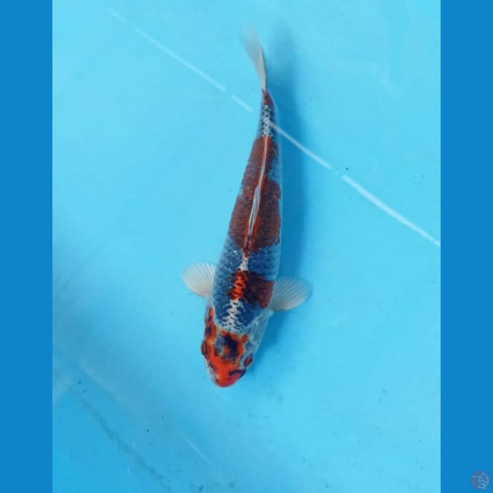 Beni ginga 23cm