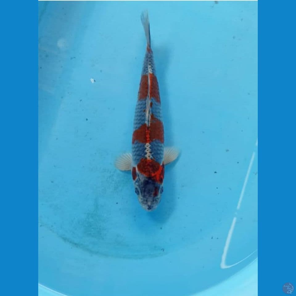 Beni ginga 25cm