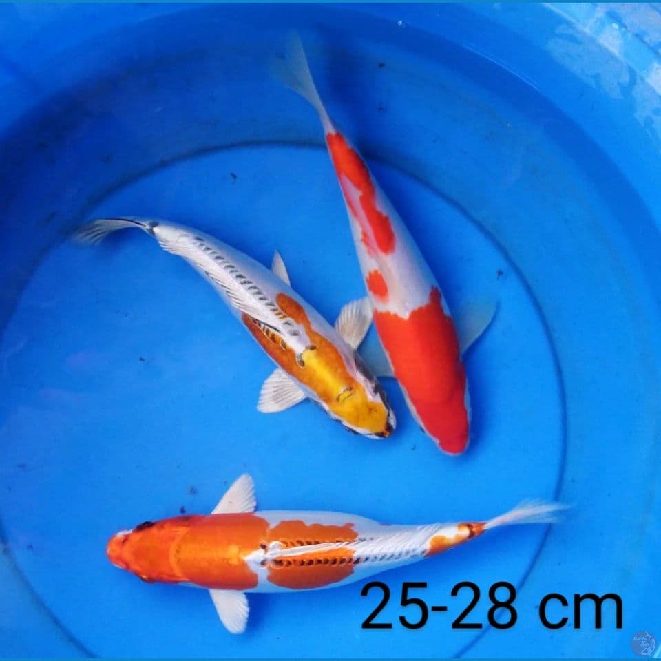 mix 25-28 cm