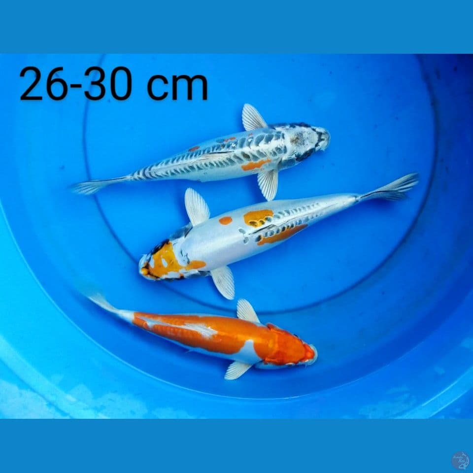 mix 26-30 cm