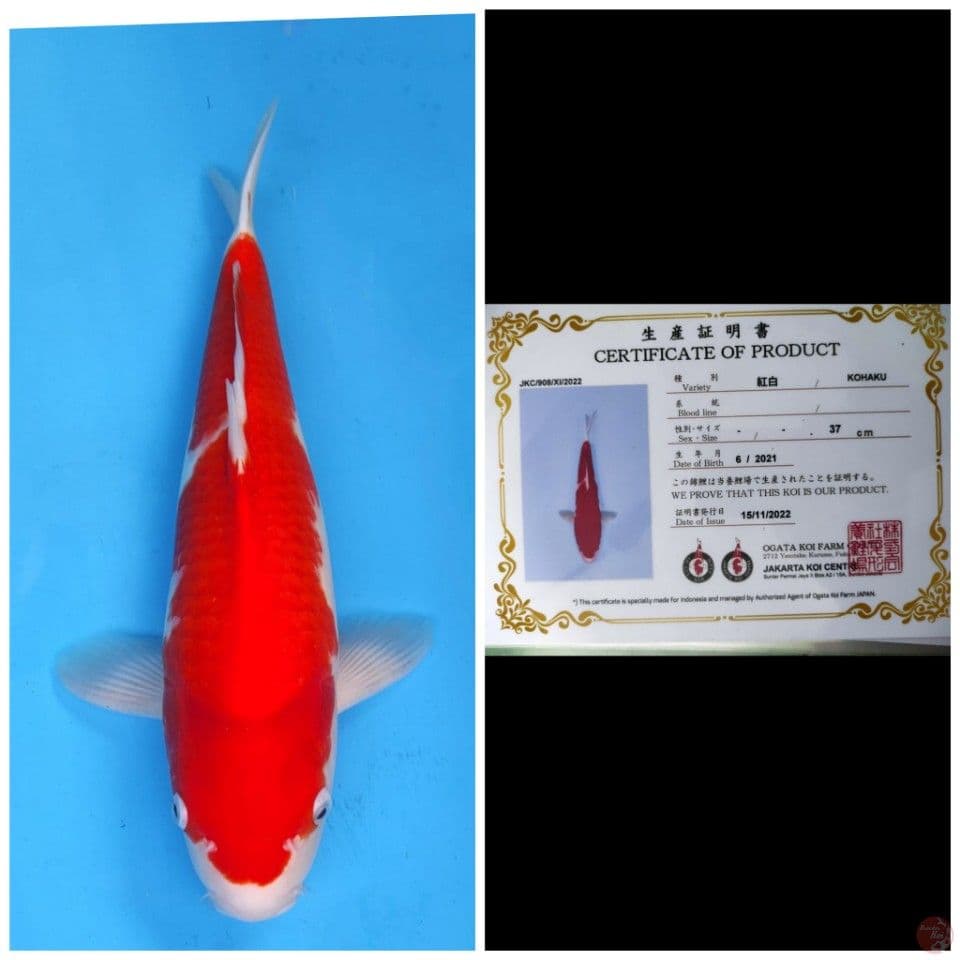 Ogata Kohaku