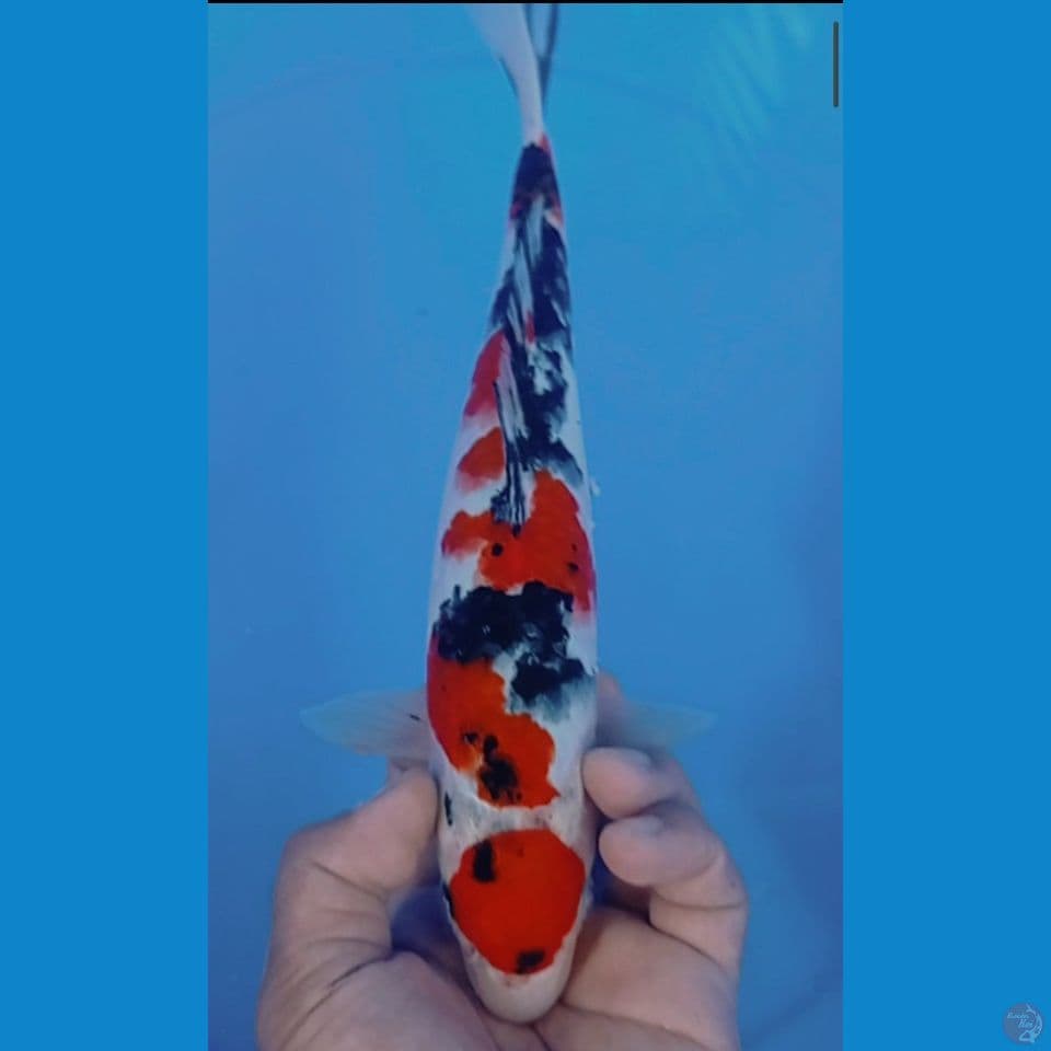 maruteenn 30