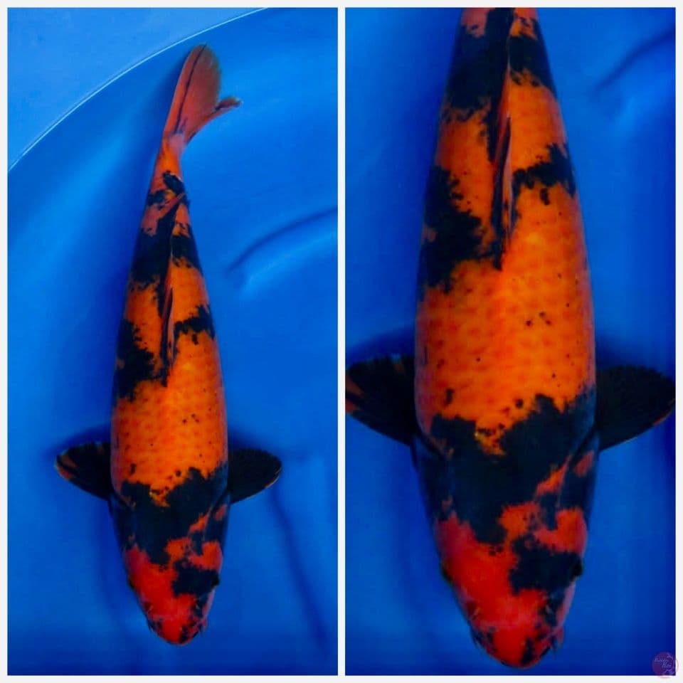 55bu , Hi Utsuri Jumbo