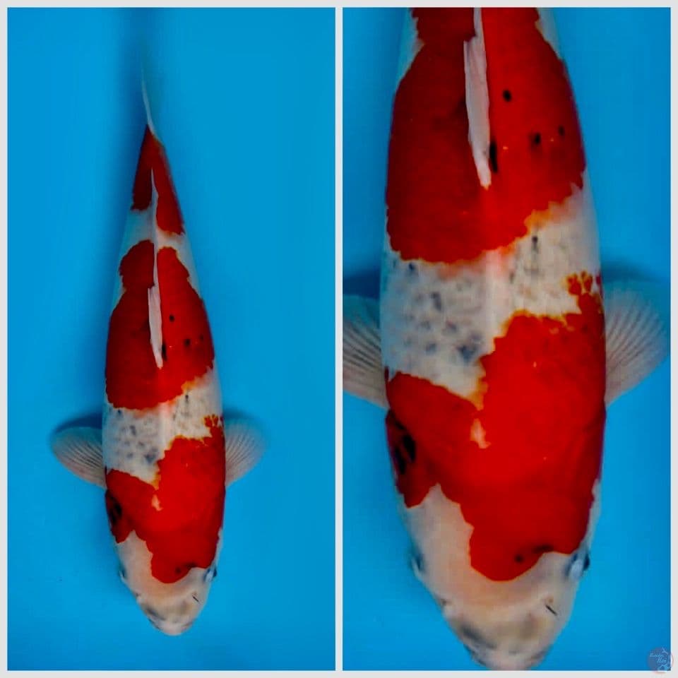 50cm , super showa tategoi