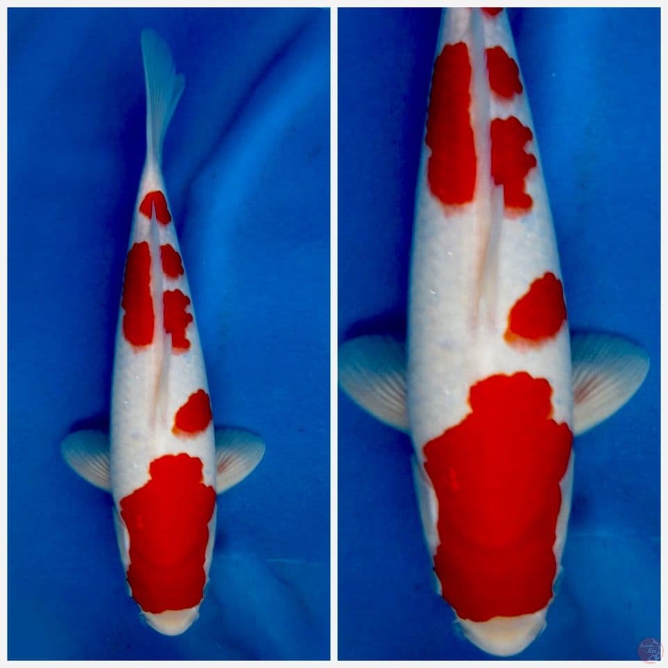 35cm , Kohaku HQ SQ