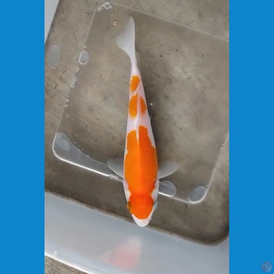 Kohaku QQ ~ 15Bu