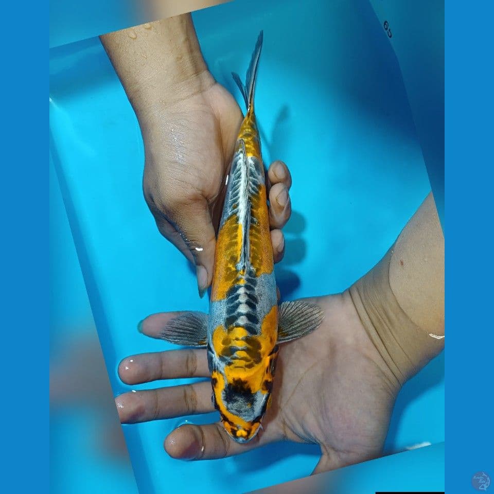 GOOD YELLOW KIKORYU MALE 27CM