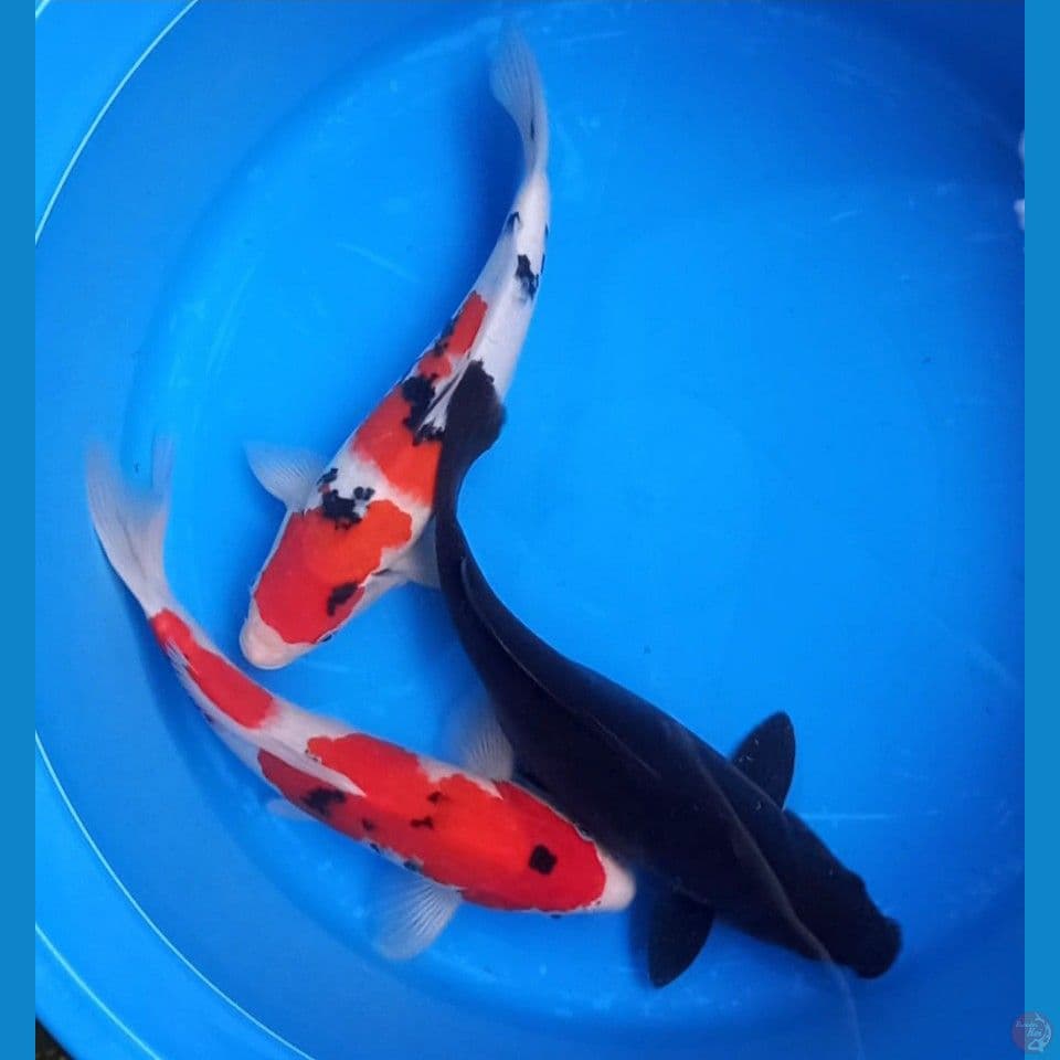 MIX 3 EKOR 33-36cm