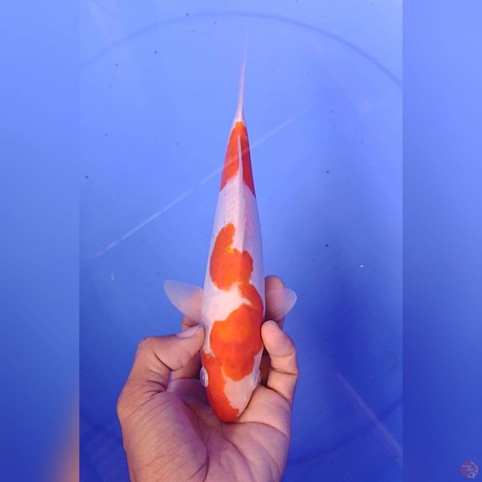 kohaku doitsu size : 23 cm m