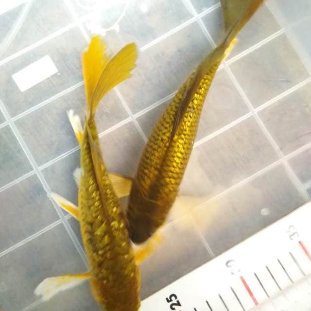 Kupay aragoke + cagoi ginrin. ±21+22cm.