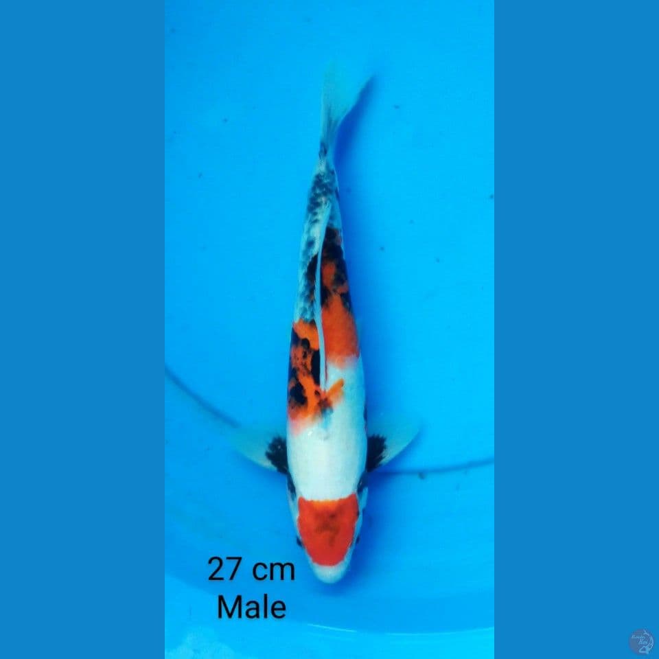 maruten showa male 27 cm