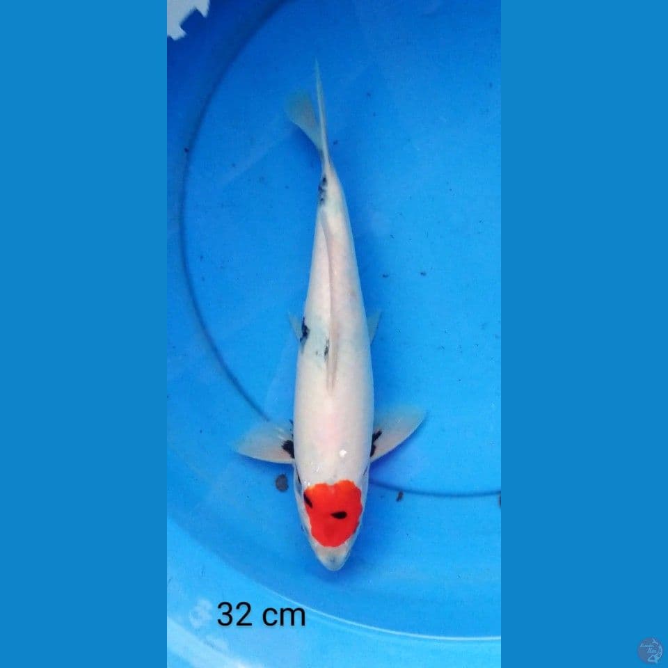 tancho showa 32 cm