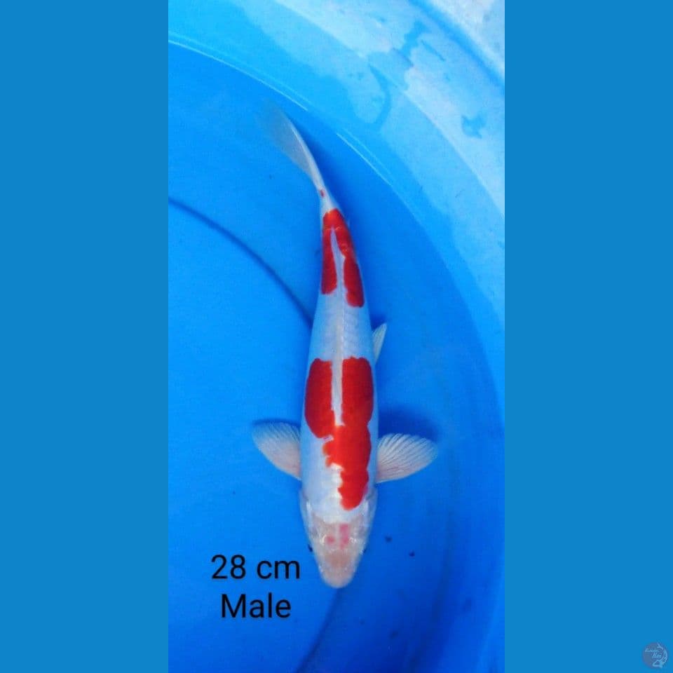 kikushui male 28 cm