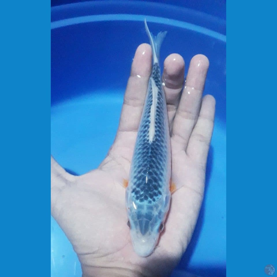 motoaka 19cm