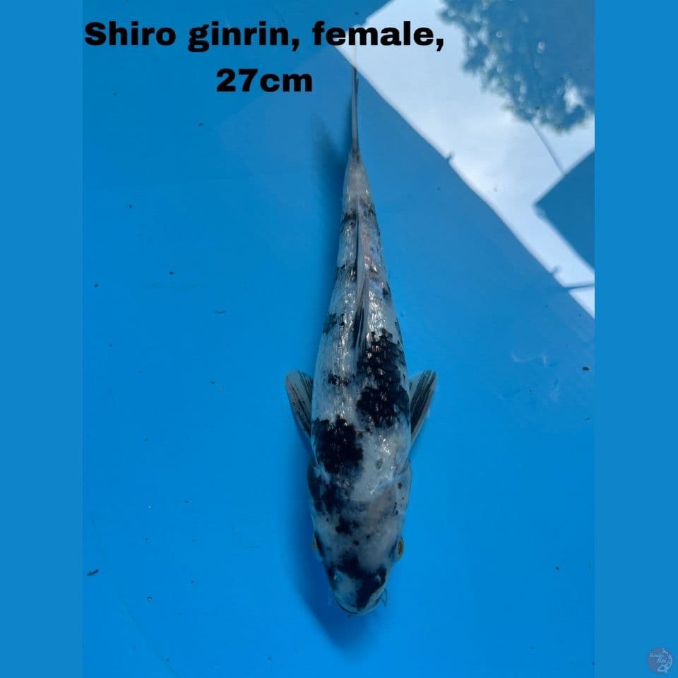 Shiro Ginrin