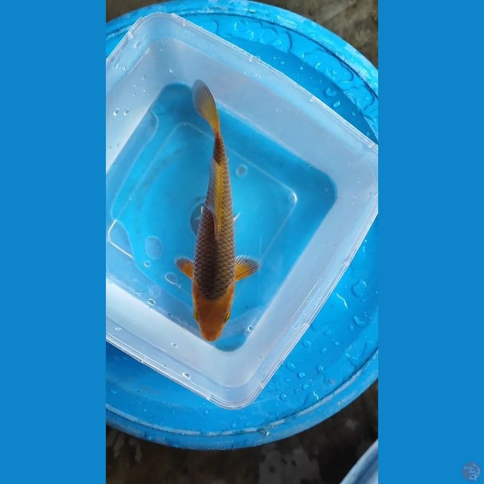 Caramel `20cm