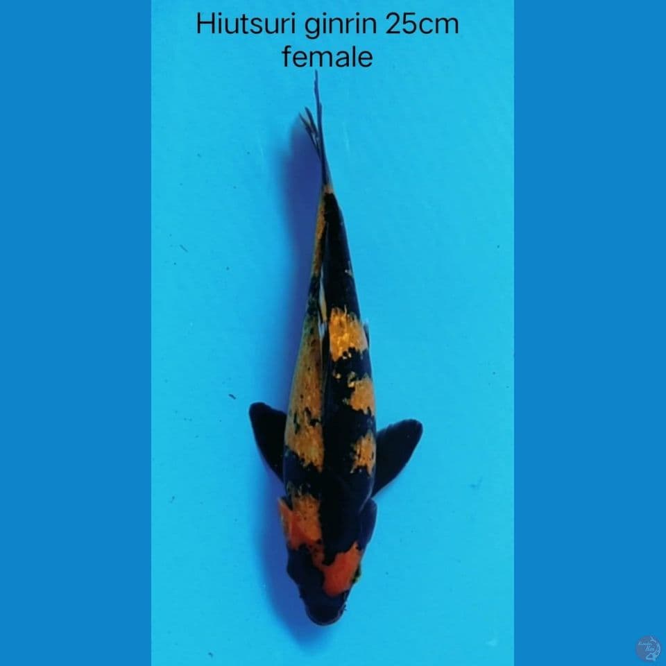 Hiutsuri Ginrin