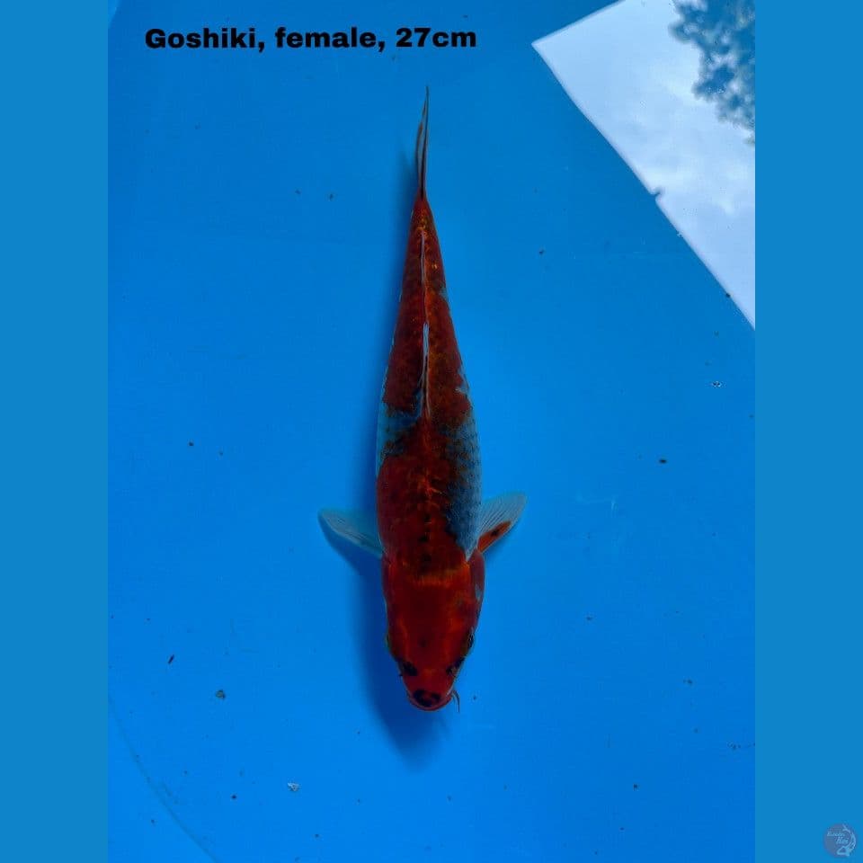 Goshiki
