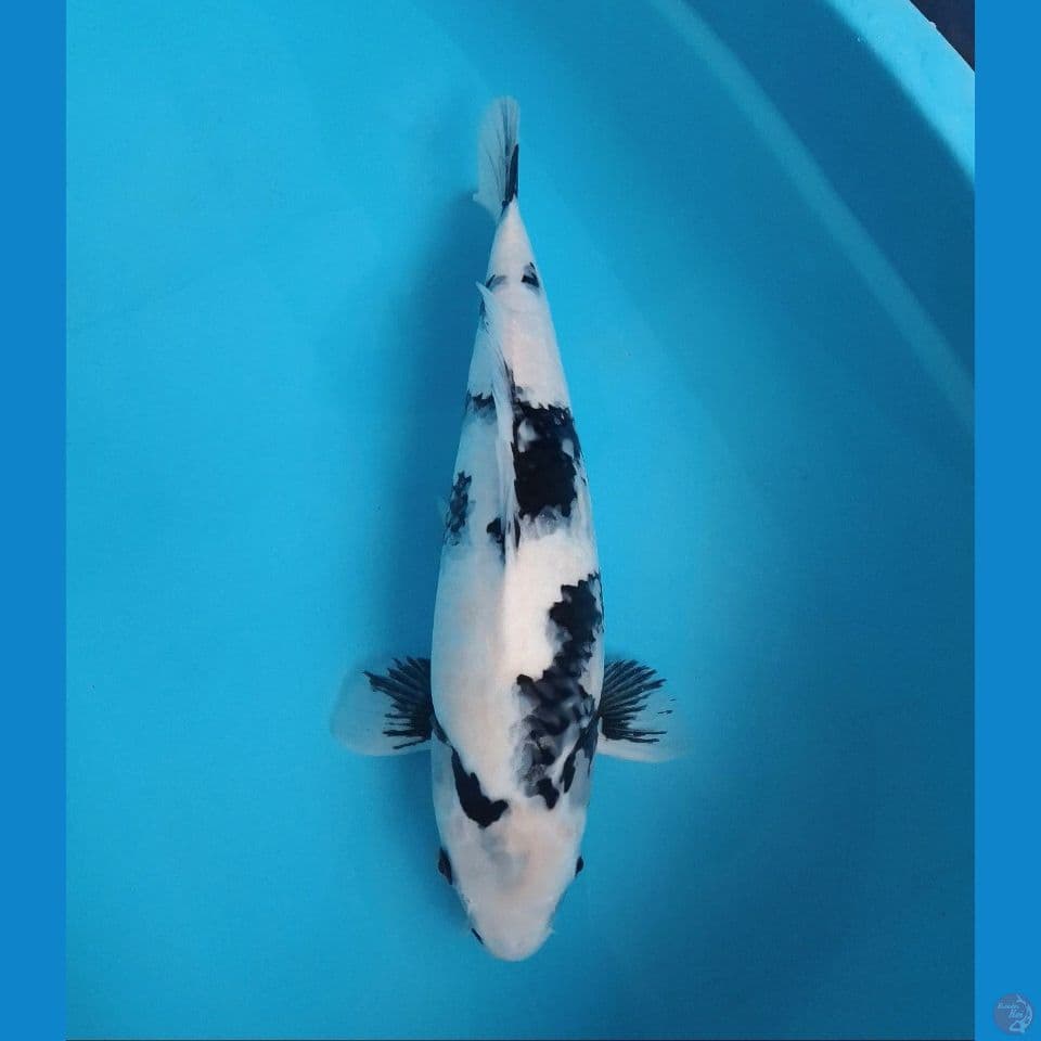 Good quality 45cm female