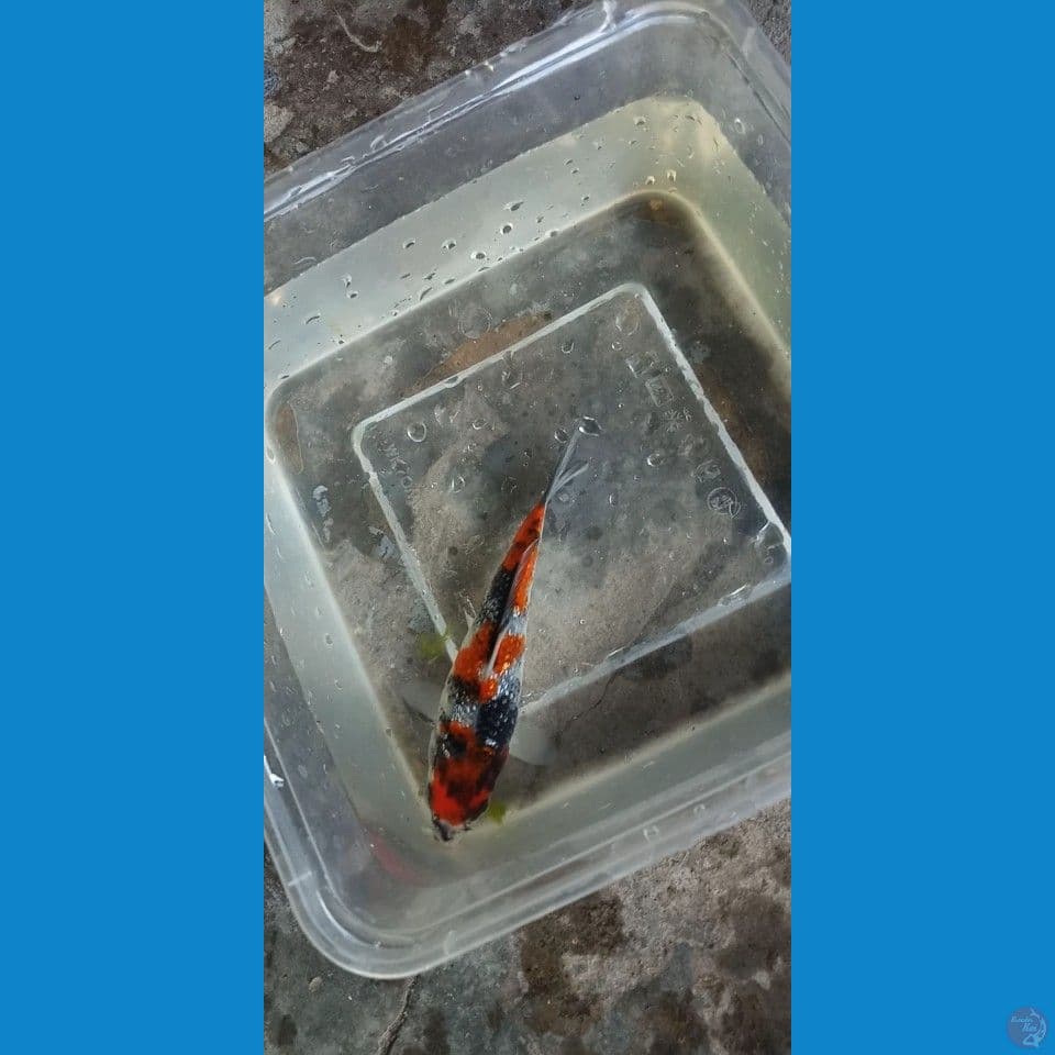 Showa ginrin original 12cm