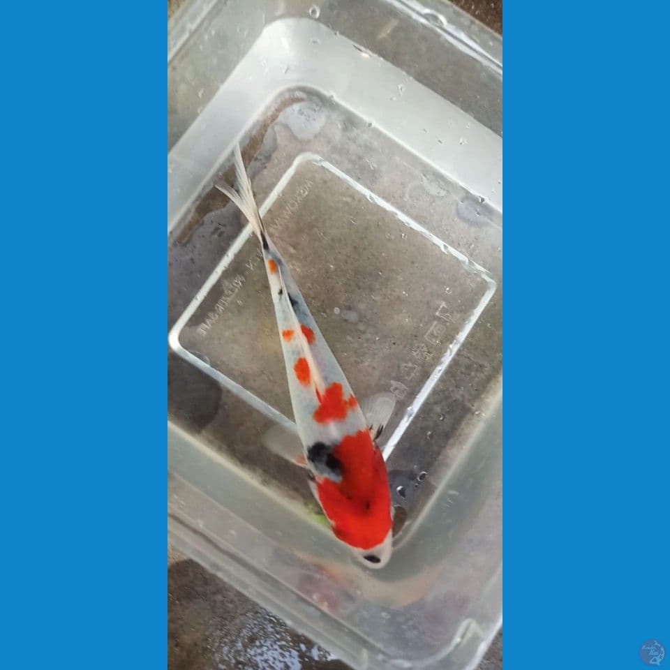 bahan showa kindai original 15cm