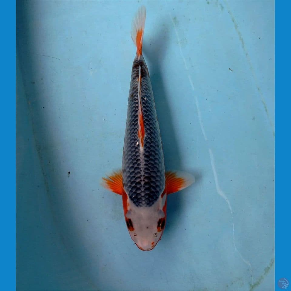 asagi, 32 cm
