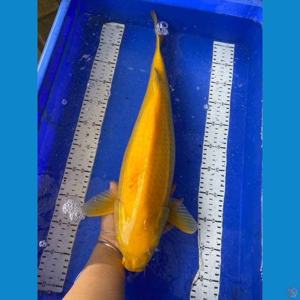 karashi 50 filter