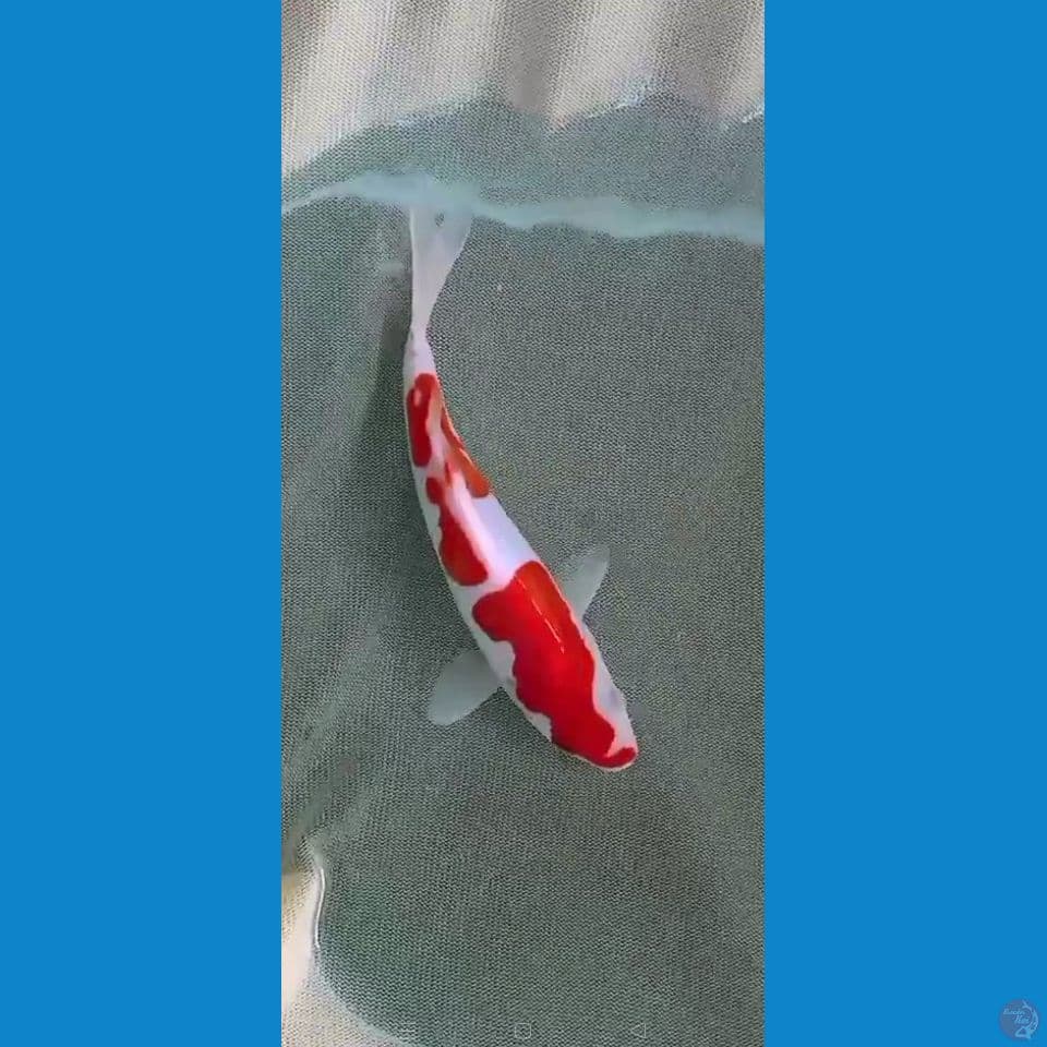kohaku soitsu 17cm