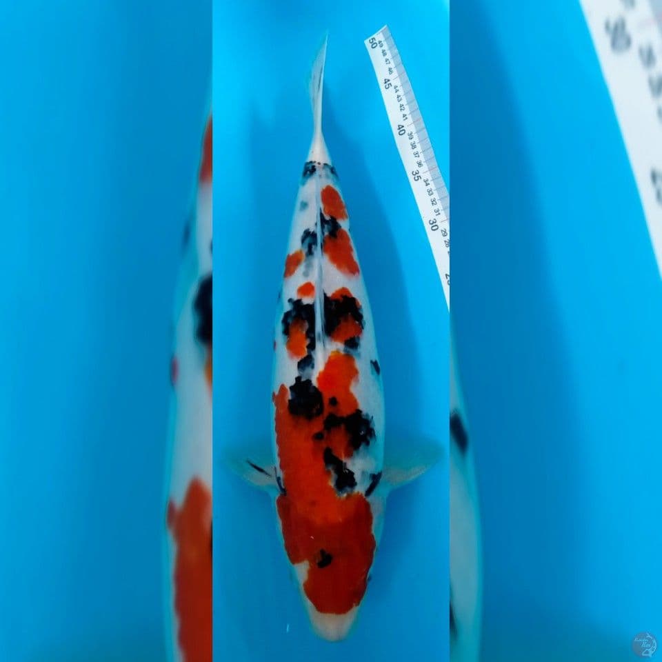 TAISHO SANSHOKU