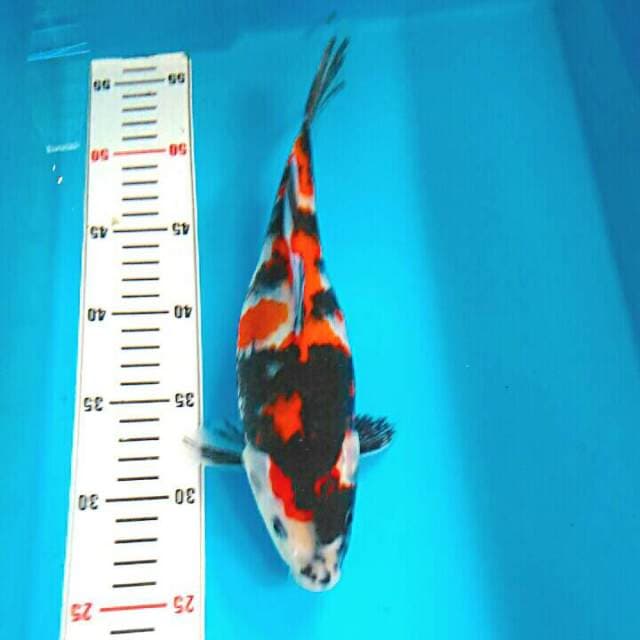 HELAGOS SHOWA