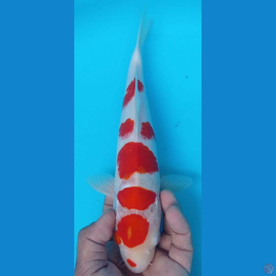 kohaku 32