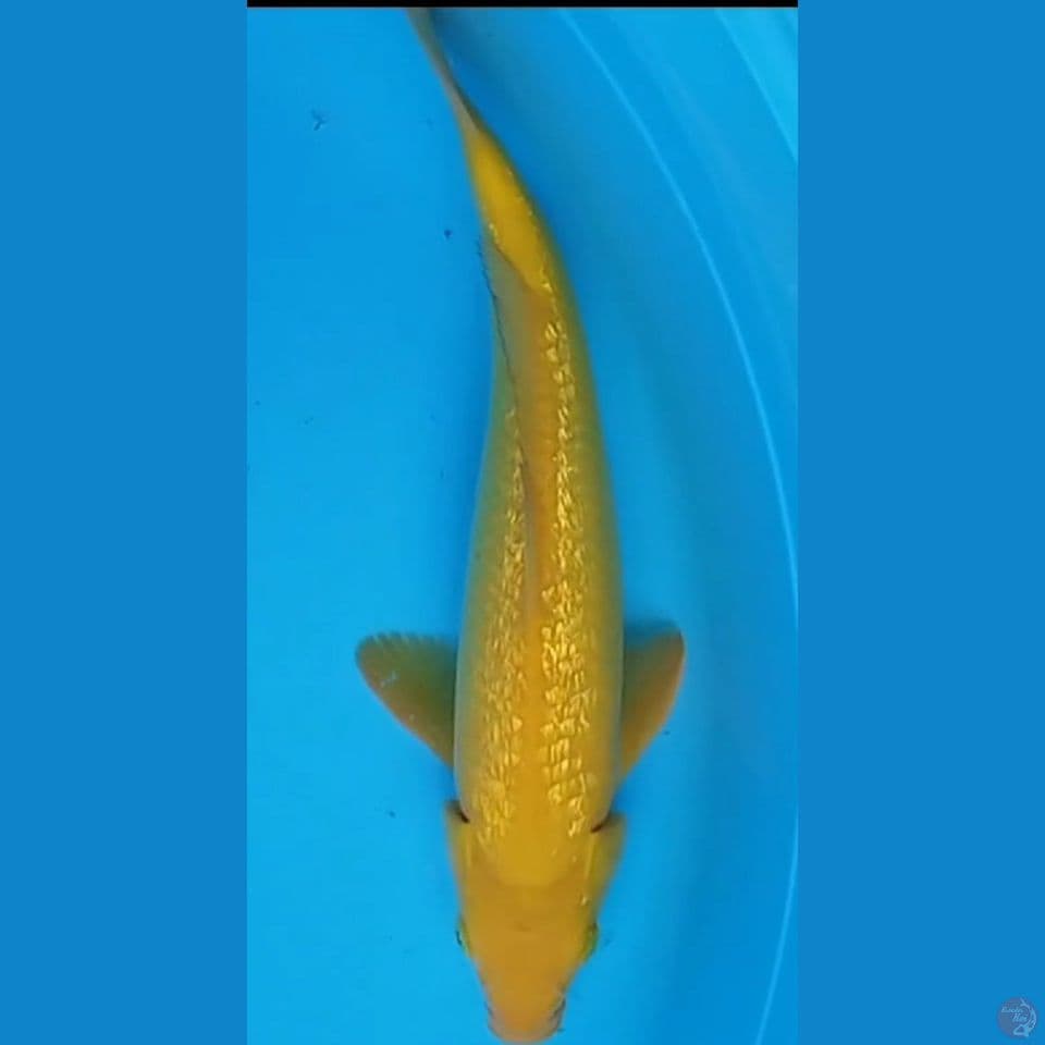 mata merah, ginrin 33