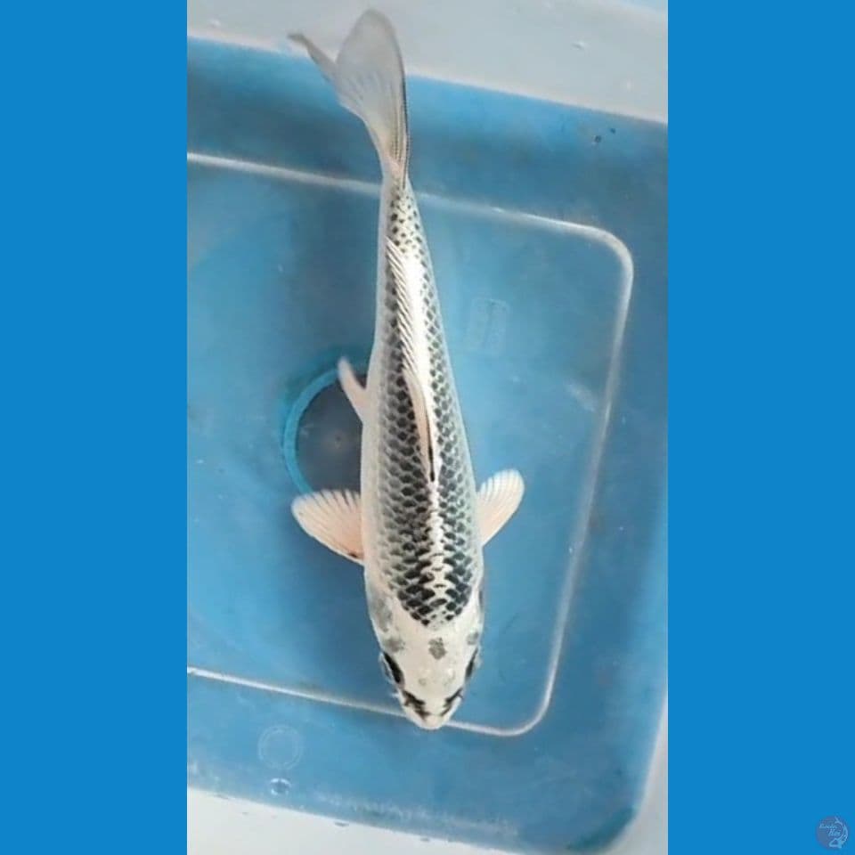Matsuba ~ 15cm