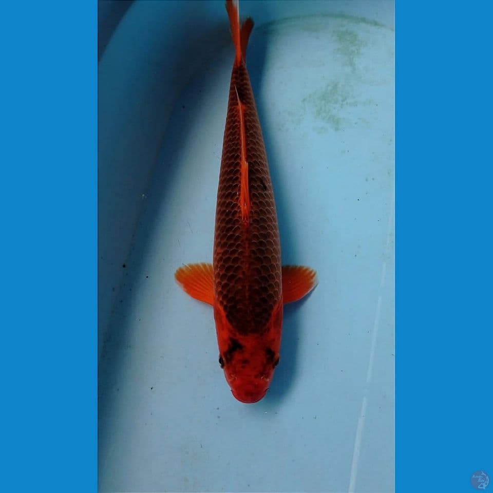 aka madsuba, 37 cm