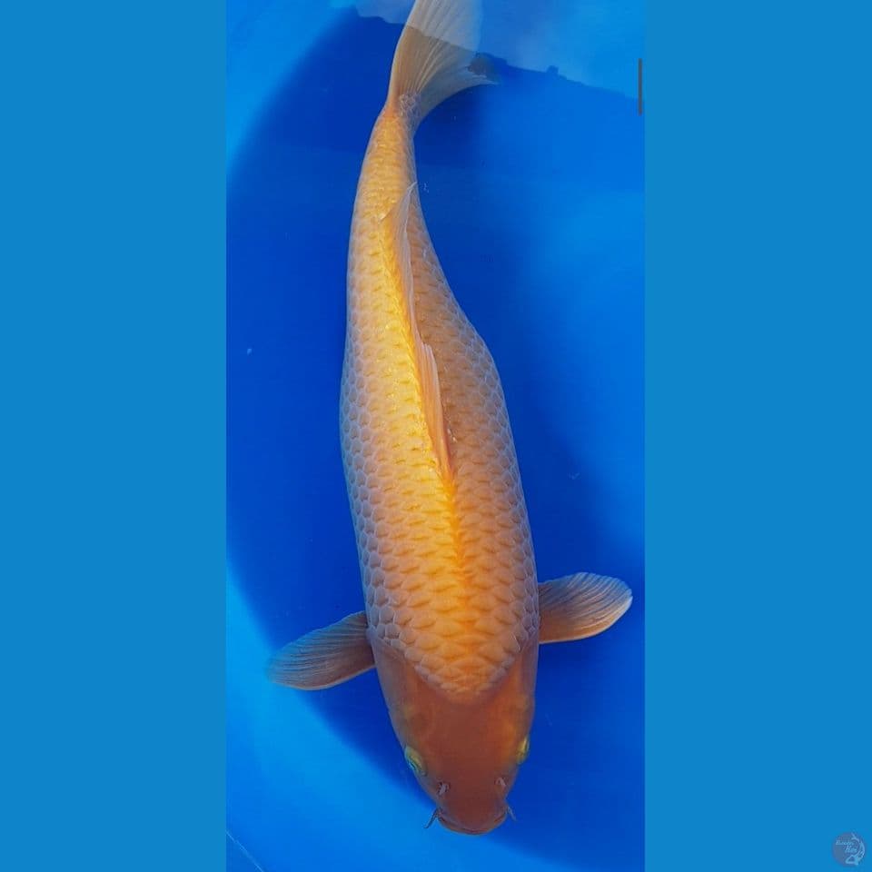 Jumbo Caramel 48 cm