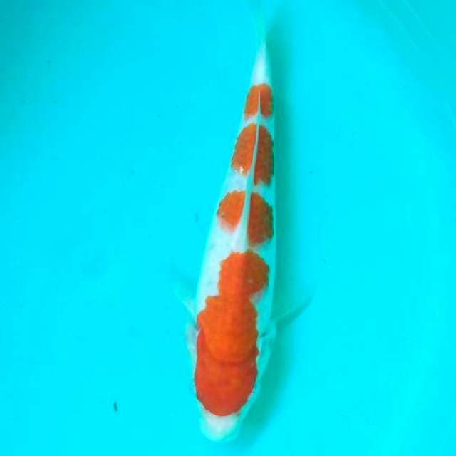 Moruten