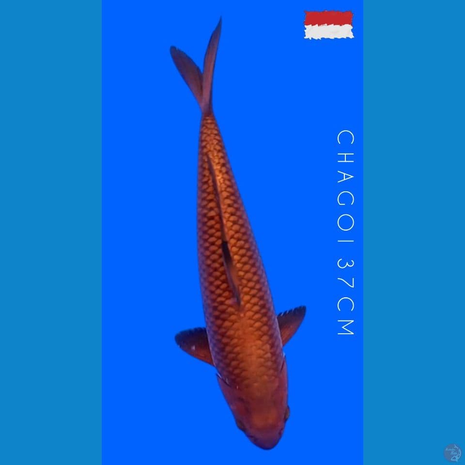 CHAGOI 37 CM